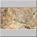 Cerceris arenaria - Grabwespe w11a 12mm Nestanflug mit Ruesselkaefer.jpg